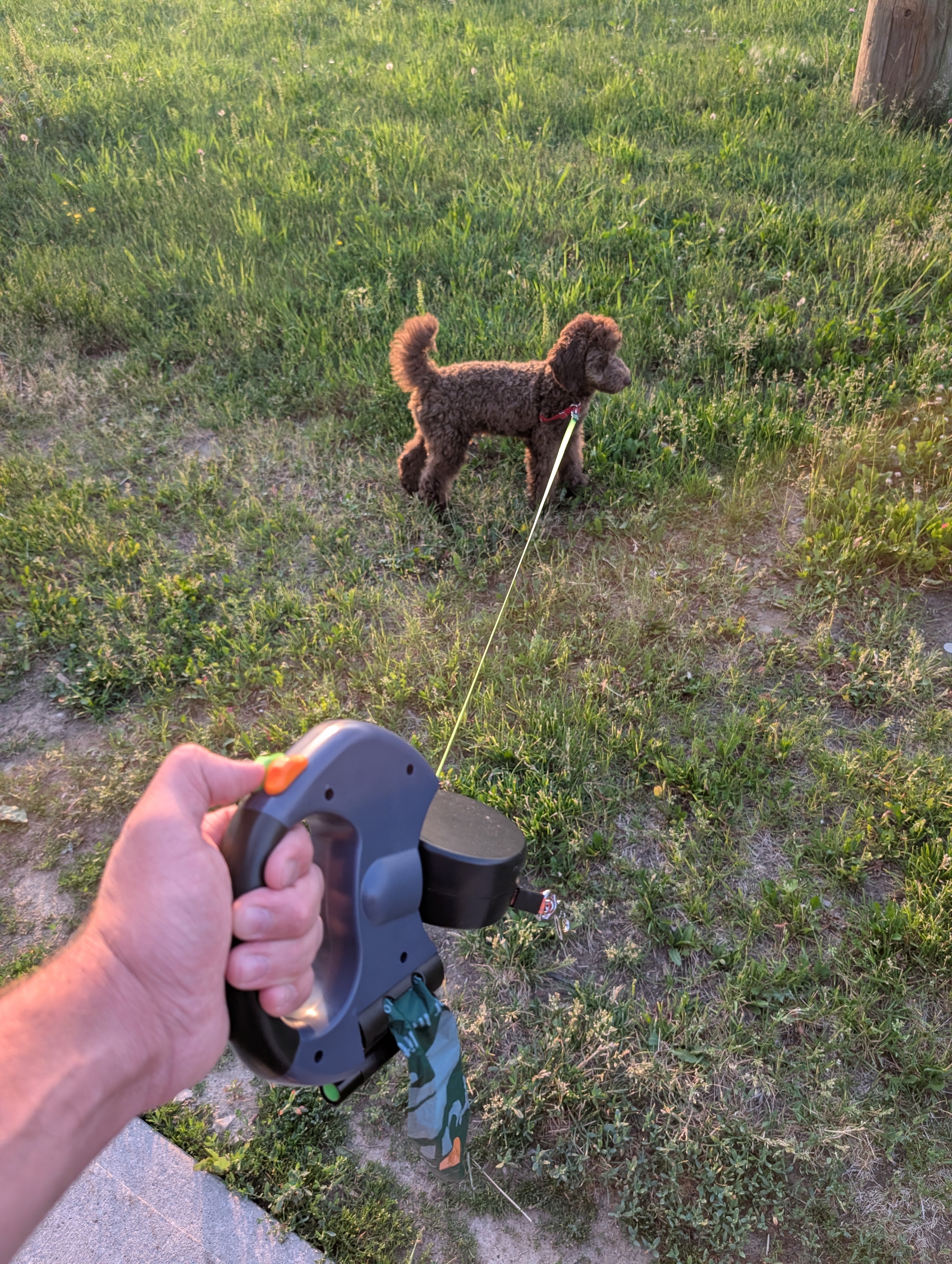 Auto Double Dog Leash